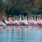 2022-12 - Parc ornithologique du Pont de Gau - Flamants roses - 02